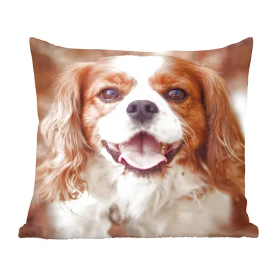 Produktbild von MuchoWow® Zierkissen Sofakissen Wohnzimmer Dekokissen 60x60 cm Cavalier King Charles Spaniel im Herbst - Sitzfläche - Foto Polster