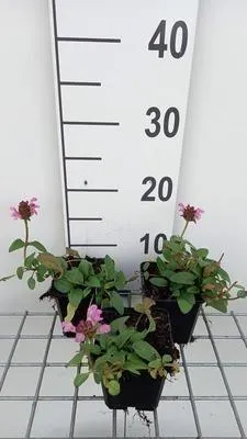 Produktbild von 6 x  Prunella grand. 'Pink Loveliness' - Braunelle - Topf 9 x 9 cm