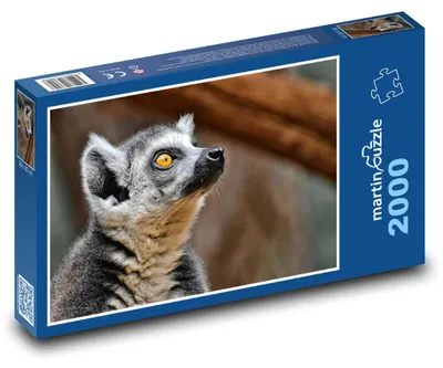 Obrázek produktu pro Puzzle 2000 Lemur s jasnýma očima - martinpuzzle