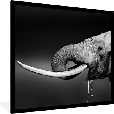 Produktbild von MuchoWow® Gerahmtes Poster Elefant - Wasser - Tiere - Schwarz - Weiß 40x40 cm - Poster mit Schwarzem Bilderrahmen Wandposter Rahmen Foto Bilder - Mit Rahmen - Wanddekoration Schlafzimmer