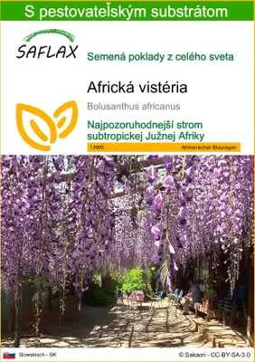 Obrázok produktu pre SAFLAX - africká vistéria - Bolusanthus africanus - 15 Semená - S pestovateľským substrátom bez klíčkov