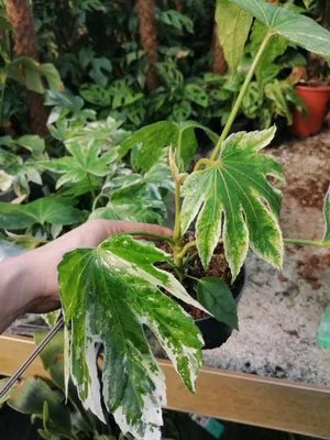 Obrázek produktu pro Fatsia japonica Variegata 30-40 cm - Pokojová rostlina - Zelená rostlina