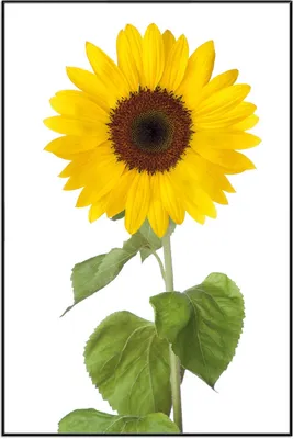 Produktbild von Wallario Wandbild Sonnenblume, Größe: 61 x 91,50 cm, Poster mit schwarzem Aluminiumrahmen