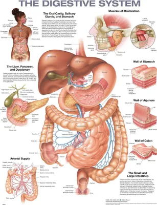 Produktbild von The Digestive System Anatomical Chart