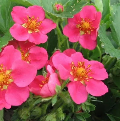 Obrázok produktu pre 6 x okrasná jahoda - Fragaria 'Pink Panda' | Kvetináč 9 cm x 9 cm
