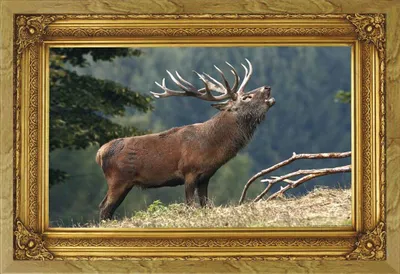 Image de Cerf qui brame - Poster - Amour du pays + cadre interchangeable, Shinsuke® Maxi MDF chêne, vitre acrylique