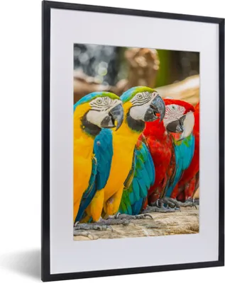 Produktbild von MuchoWow® Gerahmtes Poster Vögel - Papagei - Tropisch - Natur 30x40 cm - Poster mit Schwarzem Bilderrahmen Wandposter Rahmen Foto Bilder - Wandposter Schlafzimmer