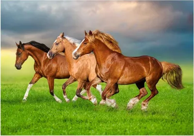 Image de Castorland Puzzle Chevaux - 500 pièces Puzzle pour enfants