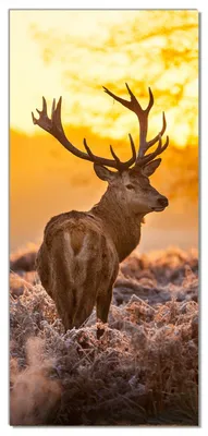 Produktbild von Wallario selbstklebende Türtapete 93 x 205 cm - stattlicher Rothirsch im Morgengrauen - Abwischbar, rückstandsfrei zu entfernen
