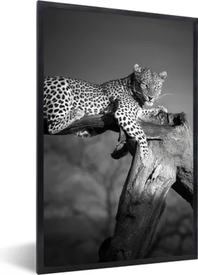 Produktbild von MuchoWow® Gerahmtes Poster Panther - Baum - Tiere - Schwarz - Weiß 40x60 cm - Poster mit Schwarzem Bilderrahmen Wandposter Rahmen Foto Bilder - Papierdruck - Wandbilder