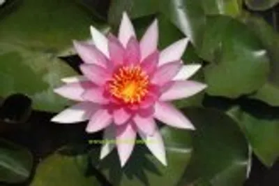 Produktbild von 1 SEEROSE Sorte Franz Berthold, himbeerrote Blüte