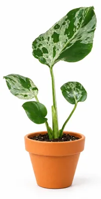 Obrázek produktu pro Gardners Monstera deliciosa Bulbarsaur, průměr 6 cm