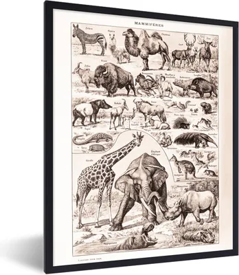 Produktbild von MuchoWow® Gerahmtes Poster Tiere - Elefant - Schwarz - Weiß 60x80 cm - Poster mit Schwarzem Bilderrahmen Wandposter Rahmen Foto Bilder - Premium - Wanddeko Wohnzimmer