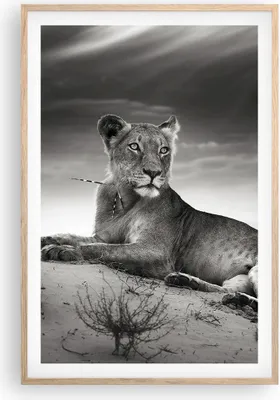 Produktbild von Gerahmtes Poster - Rahmen in heller Eiche - Tierwelt weiblich katze Tier - 61x91,5 cm - Wand Bild - Wanddeko - Wandbilder - Wandposter - Bilderrahmen - Bilder - Kunstdruck - Wandbild - P2NPA61x91-3165