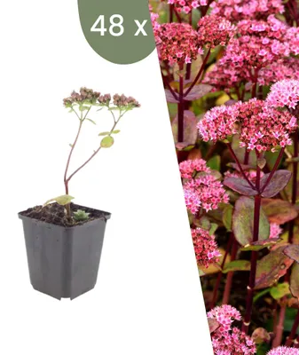 Image de Plants by Frank | 48 Plantes d'orpin 'Matrona' | Sedum telephium 'Matrona' | Plantes vivaces rustiques | Vivaces | Plantes d’extérieur | Jardin
