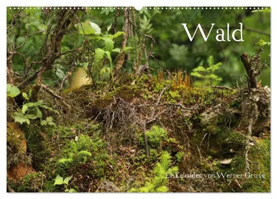 Produktbild von Wald (Wandkalender 2027 DIN A2 quer), CALVENDO Monatskalender
