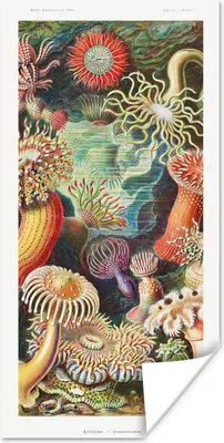 Produktbild von MuchoWow® Poster Ernst Haeckel - Anemone - Retro - Natur - Pflanzen 40x80 cm - Dekoration