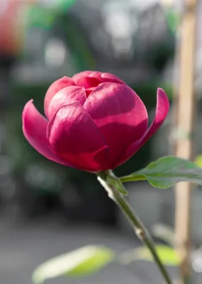 Produktbild von Magnolia 'Ian's Red', Magnolie, rot, 60–80 cm