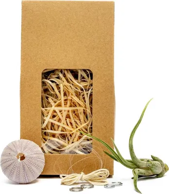 Obrázok produktu pre Gardners Medusa "Vyrob si sám" PURPLE s Tillandsií caput medusae