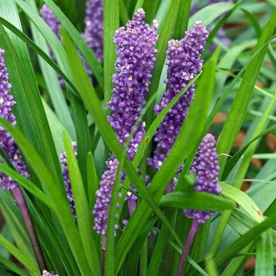 Produktbild von 6 Pflanzen Lilientraube 'Big Blue', Liriope muscari, P9 Topf