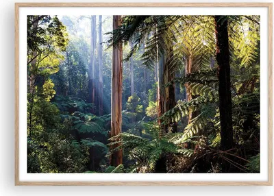 Produktbild von Gerahmtes Poster - Rahmen in heller Eiche - Morgendämmerung Bäume Wald - 100x70 cm - Wand Bild - Wanddeko - Wandbilder - Kunstposter - Wandposter - Bilderrahmen - Bilder - P2NAA100x70-4403