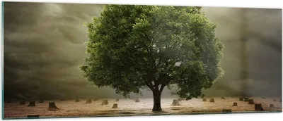 Produktbild von Bilder auf glas - Baum Feld Umwelt - 140x50cm - Glasbilder - Wandbilder - Kunstdruck - zum Aufhängen bereit - Wanddekoration aus Glas - Glas Bilder - Wandbild auf Glas - Einteilig - GAB140x50-2727