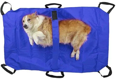 Immagine prodotto di Carrello per il trasporto di animali - Design pieghevole - 120 x 74 cm - Blu