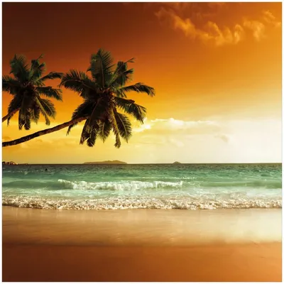 Produktbild von Wallario Premium Glasbild, freischwebende Optik, kräftige Farben, Größe 30 x 30 cm Motiv Palmen am Sandstrand bei untergehender Sonne