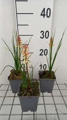 Produktbild von 6 x  Kniphofia hybr. 'Orange vanilla Popsicle'® - Fackellilie - Topf 9 x 9 cm