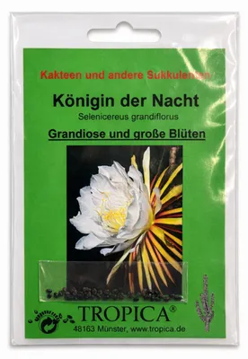 Produktbild von Kakteen – Königin der Nacht Samen | Selenicereus grandiflorus | Nachtblühender Kaktus