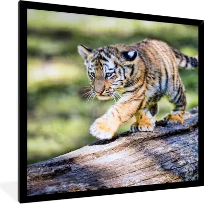 Produktbild von MuchoWow® Gerahmtes Poster Junger Tiger läuft auf einem Baumstamm 40x40 cm - Poster mit Schwarzem Bilderrahmen Wandposter Rahmen Foto Bilder - Mit Rahmen - Wanddekoration Schlafzimmer