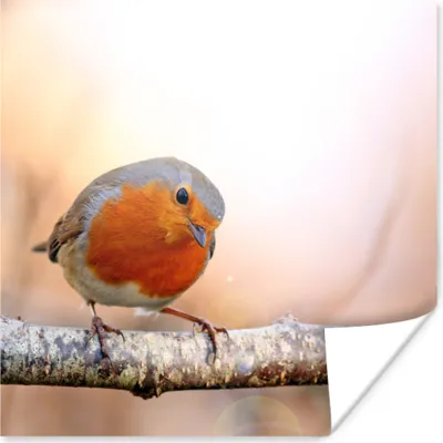 Produktbild von MuchoWow® Poster Rotkehlchen - Ast - Baum 75x75 cm - Wand Dekoration