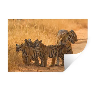 Obrázok produktu pre MuchoWow® Nálepka na stenu - Tiger - tráva - piesok - 60x40cm - Samolepiaca a polohovateľná