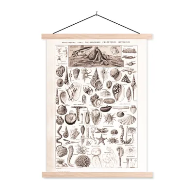 Produktbild von MuchoWow® Textilposter Meerestiere - Muschel - Schwarz - Weiß 40x53 cm mit holzfarbenen Rahmen - Schlafzimmer