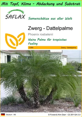 Produktbild von SAFLAX Garden to go - Zwerg - Dattelpalme - Phoenix roebelenii - 25 Samen - Mit Topf, Klima - Deckel und Anzuchtsubstrat