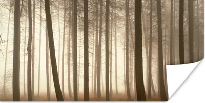 Produktbild von MuchoWow® Poster Wald - Nebel - Baum 40x20 cm - Poster für die Wand - Poster Schlafzimmer
