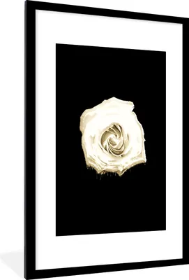 Produktbild von MuchoWow® MuchoWow® Gerahmtes Poster Blume - Weiß - Rose 60x90 cm - Poster mit zchwarzem Bilderrahmen - Dekoration - Wandposter Wohnzimmer - Hochwertig