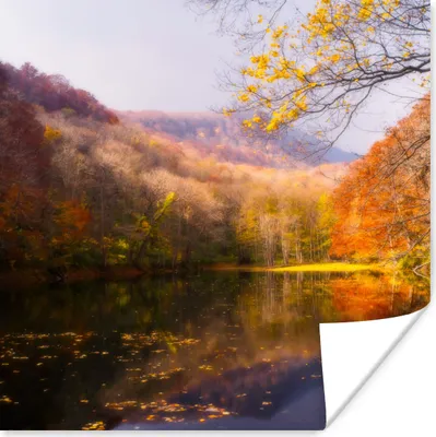 Produktbild von MuchoWow® Poster Natur - Wald - Herbst 50x50 cm - Wohnzimmerdekoration