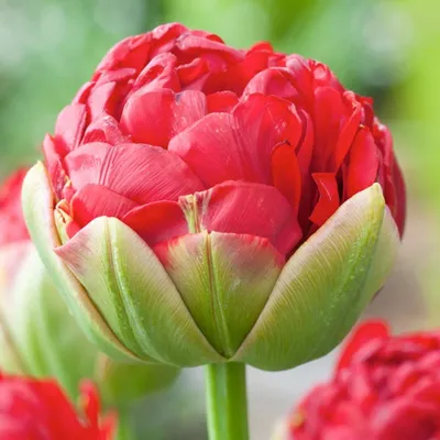 Produktbild von Tulpen Blumenzwiebeln Zwiebeln Blumen Eistulpe Gefüllte Tulpe Pop Up Red 1 St.