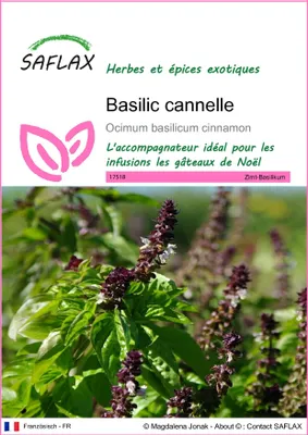 Image de SAFLAX - Basilic cannelle - 200 graines - Ocimum