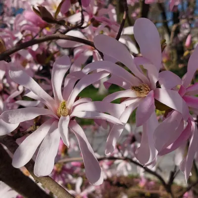 Immagine prodotto di Magnolia Stellata Rosea 2L