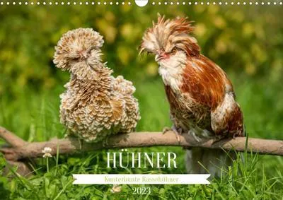 Produktbild von Kunterbunte Rassehühner (Wandkalender 2023 DIN A3 quer)