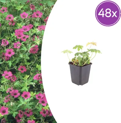 Obrázok produktu pre Géranium macrorrhizum "Bevans Variety" - Balkánsky nevädník - 9 cm kvetináč - 10-25 cm - Súprava 48 rastlín