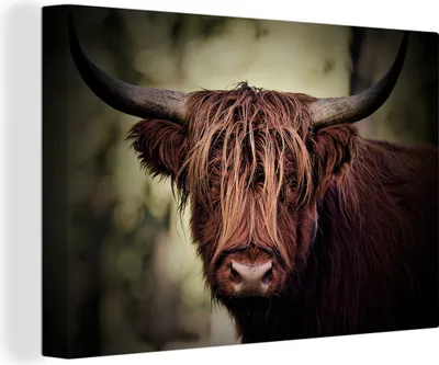 Produktbild von OneMillionCanvasses® - Leinwandbilder - 150x100 cm, Schottisches Hochlandrind - Licht - Porträt - Natur, Wandbilder Wohnzimmer Hochland Rind - Tier Wanddekoration - Hochland Rind - Kuh - Gemälde auf
