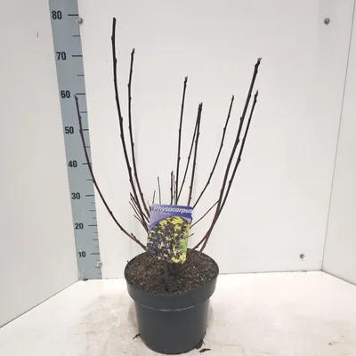 Obrázok produktu pre Physocarpus opulifolius 'Diabolo' PBR – mechúrik | 40–60 cm v črepníku