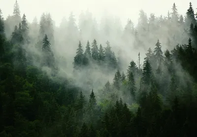 Produktbild von Fototapete Vlies 13026V8 Bäume im Nebel 4-tlg. 368 x 254 cm