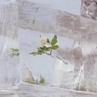 Obrázek produktu pro Windflowers (Limited Edition) (Clear Vinyl)