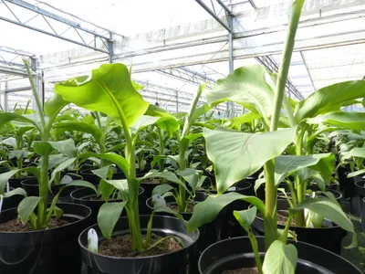 Produktbild von 2 Stück Bananenstaude Musa Basjoo 60 - 80 cm winterhart Staude japanische Faserbanane