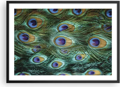 Produktbild von Gerahmtes Poster - Schwarzer Rahmen - Pfauen Feder Makro - 70x50 cm - Wand Bild - Wanddeko - Wandbilder - Kunstposter - Wandposter - Bilderrahmen - Bilder - Kunstdruck - Wandbild - P2BAA70x50-4159