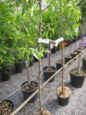 Produktbild von Mandelbaum Genco - Prunus amygdalus genco - Hochstamm